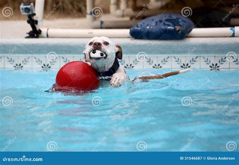 Dog Swimming in the Pool with Toys Stock Image - Image of flying, excited: 31546687