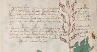 Voynich manuscript- - bopqecache