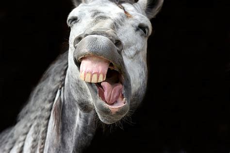 Horse Mouth Stock Photos, Pictures & Royalty-Free Images - iStock