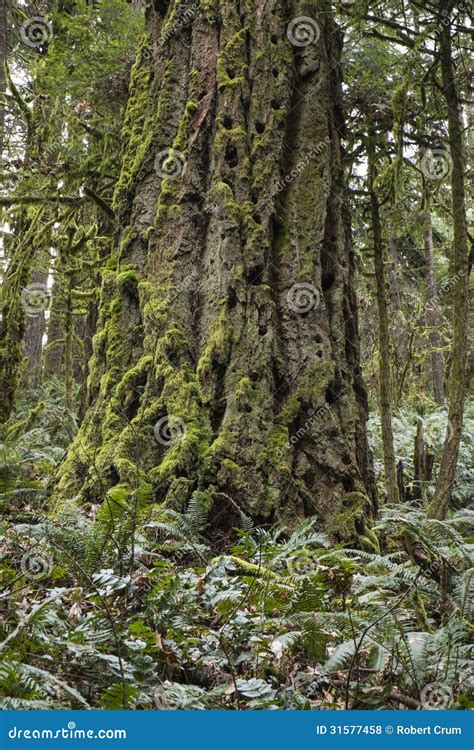 Old growth forest, Oregon stock photo. Image of wilderness - 31577458