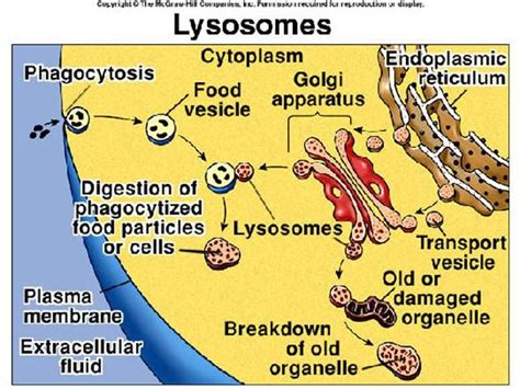 Lysosomes: contain digestive enzymes that break down waste materials ...