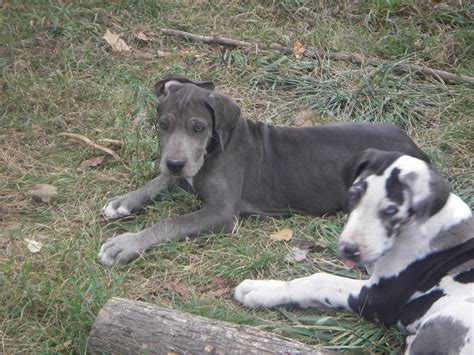 American Great Dane Puppies - DANEDEAR