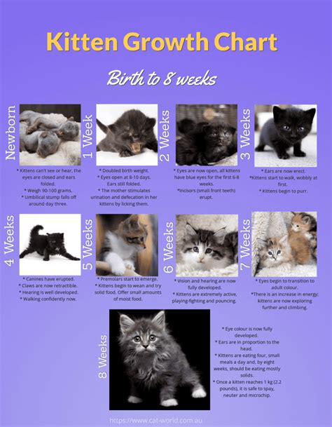 Kitten Growth Chart - Newborn to 8 Weeks | Cat-World