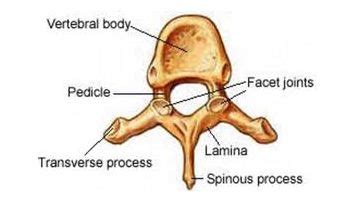 Pin on Xrays