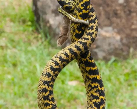 Atheris ceratophora - Facts, Diet, Habitat & Pictures on Animalia.bio