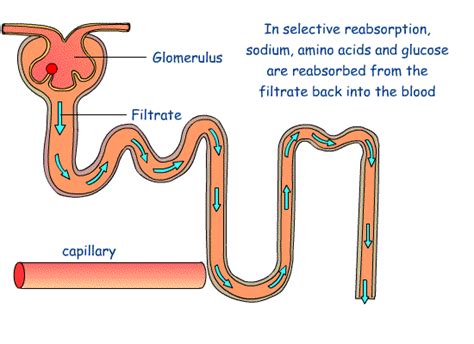 Andrew Biology: Glucose reabsorption