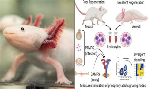 Can Any Mammals Regenerate Limbs? Exploring Natures Regeneration Wonders