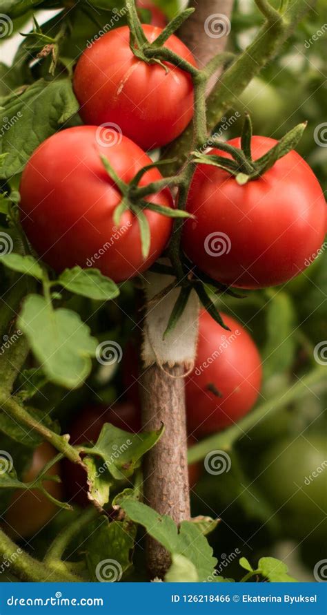 Ripe tomato in garden stock photo. Image of bunch, cooking - 126218466