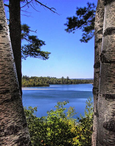 Birches by the Lake Photograph by Peg Runyan - Fine Art America