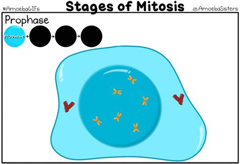 Mitosis Phases Animation