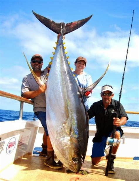 International Fishing News: MEXICO: 384 pound world record size yellowfin tuna