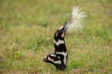 Why Appalachia’s Spotted Skunk is so Rare