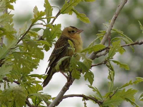 female Bobolink | www.poweredbybirds.com/delicious-dandelion… | Amy Evenstad | Flickr