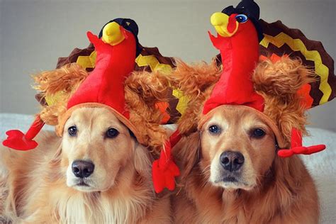 14 Dogs Whose Thanksgiving Posts Are Better Than Your Holiday Card ...