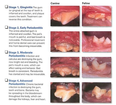 Here's What You Need to Know About the Stages of Periodontal Disease | Cross Keys Animal ...