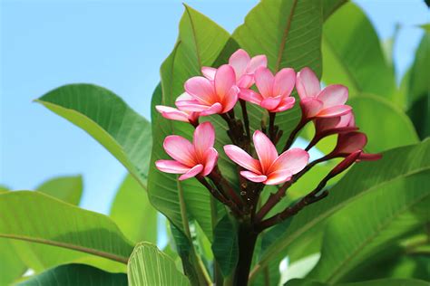 Colorful Types Of Plumeria (Frangipani) And Their Fragrant, 42% OFF