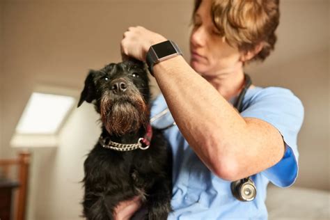 Would a Veterinarian Recommend Having Pet Insurance?