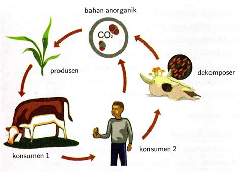 Temukan Pengertian: Pengertian Komponen biotik