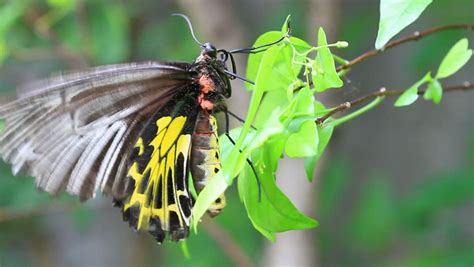 A Beautiful Green Richmond Birdwing Butterfly (Ornithoptera Richmondia) Rests On Foliage Stock ...