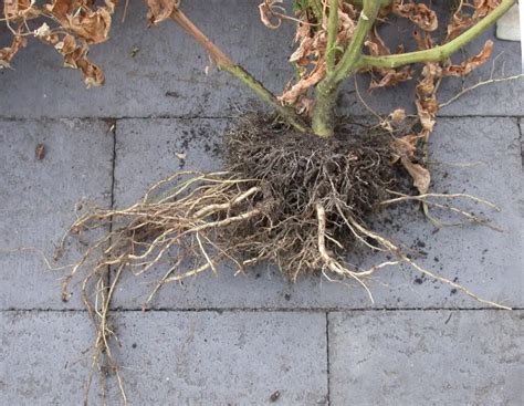 tomato root rot - Gardening ABC