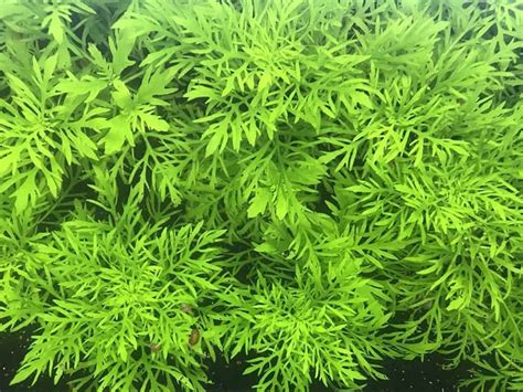 25 Best Tall Aquarium Plants For a Stunning Aquarium Tank