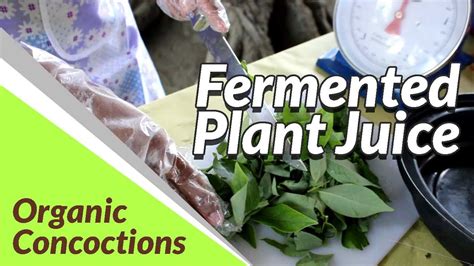 Fermented Plant Juice | Organic Concoctions - YouTube