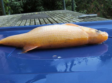 Re: Bloated Golden Orfe [Pond - Help and Advice] - Fishkeeping