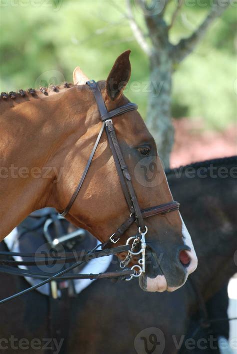 Stunning English Horse with Tack Under Saddle 33516876 Stock Photo at ...