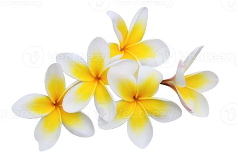 plumeria flower png transparent background 29711028 PNG