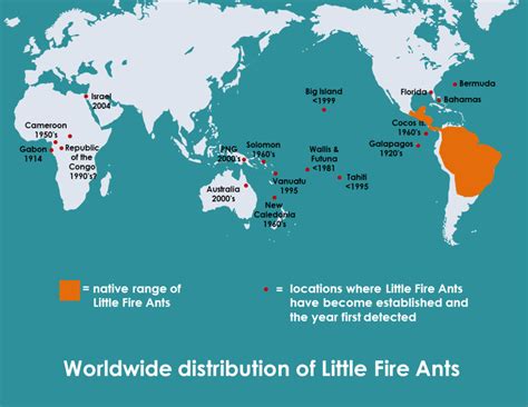 Origin and Distribution of Little Fire Ants | Hawaii Ant Lab - Hawaii Ant Lab