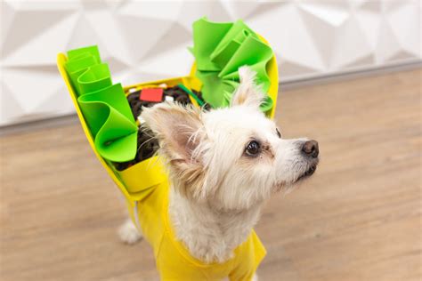 DIY Taco Dog Costume – Craft Box Girls