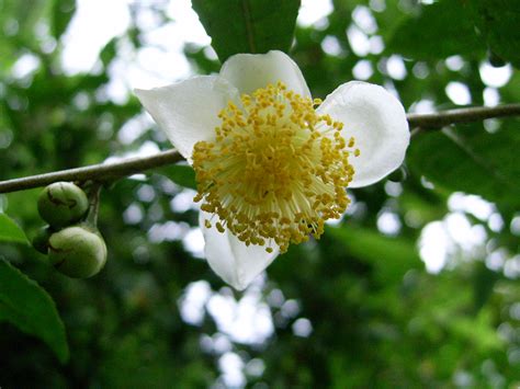 File:Tea flower.JPG - Wikimedia Commons