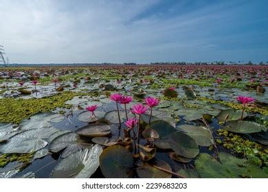 Lotus Flower Malarikkal Tourism Kerala Kottayam Stock Photo 2239683203 | Shutterstock