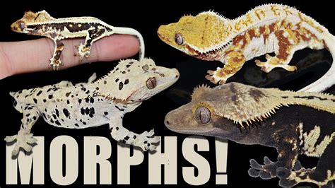 Crested Gecko Morphs Explained! - YouTube