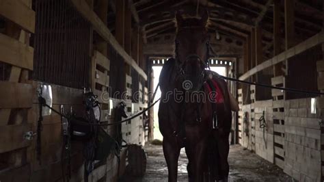 Horse Breeding on Farm, Woman is Grooming Stallion in Stable Stock ...