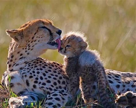 Baby Animals with Mothers ~ Unlimited Funny Stuff