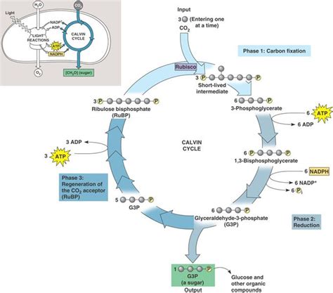 The Calvin cycle diagram | Photosynthesis, Teaching biology, Biology