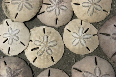 Image result for photos of starfish and shells | Sand dollar craft, Sand dollar, Seashell crafts