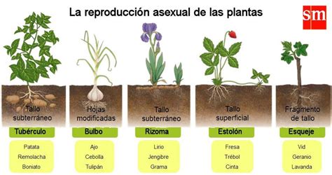 REPRODUCCIÓN ASEXUAL de las PLANTAS: qué es, características, tipos y ...