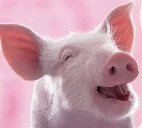 Happigness!!! | Smiling animals, Pig, Cute pigs