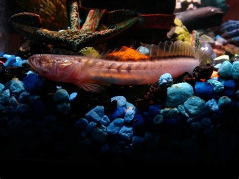 The Top 6 Freshwater Goby Species for Your Tank