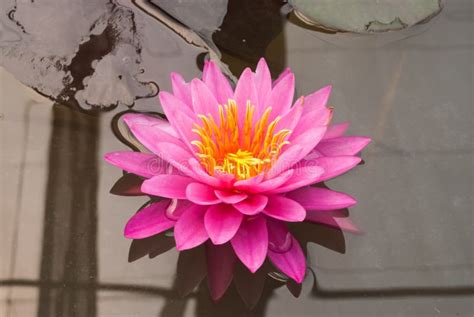 Closeup To Bright Water Lily/ Nymphaea Lotus/ Nymphaeaceae Stock Photo - Image of vivid, botany ...