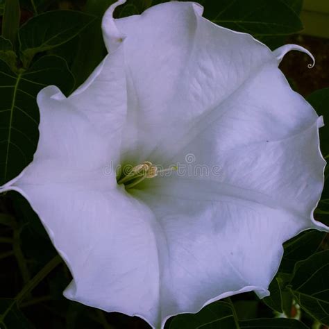 Flor De Luna Flora De Luna Blanca Foto de archivo - Imagen de flor ...