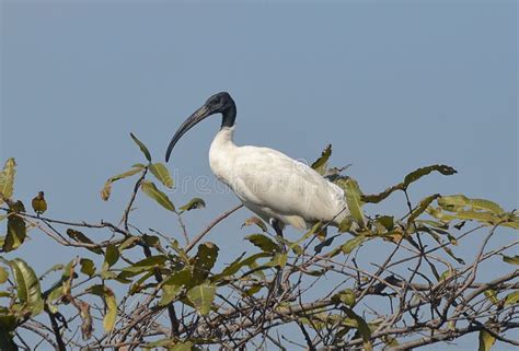 Black headed Ibis stock image. Image of indian, white - 239832585