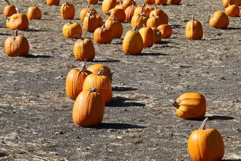 Pumpkin Festival Half Moon Bay Stock Image - Image of moon, halloween: 207893089