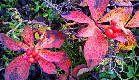 marsh boreal forest plants - Google Search | Forest plants, Boreal ...