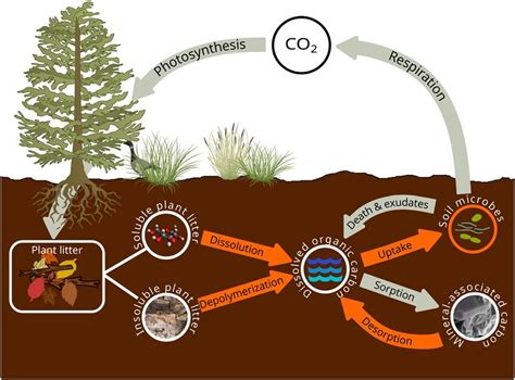 Schematic of microbial soil organic carbon (SOC) model SOMic 1.0.... | Download Scientific Diagram