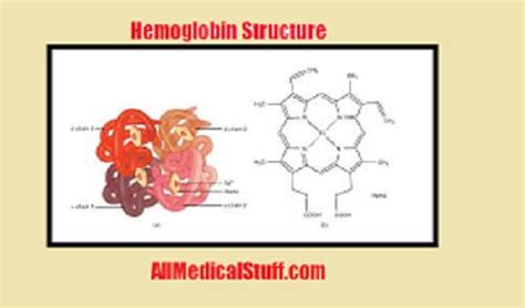 Structure and Functions of hemoglobin