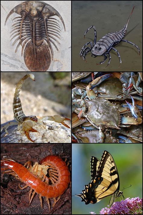 Arthropod - Wikipedia