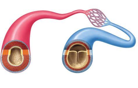 Artery and Vein Cross Section Diagram | Quizlet